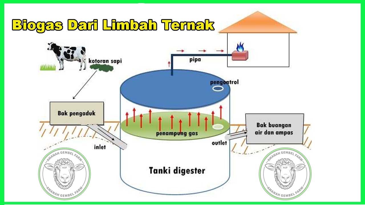 PENGOLAHAN LIMBAH TERNAK MENJADI BIOGAS - YouTube