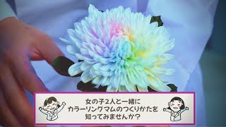 🌻カラーリングマム🌻新しいお花の紹介！