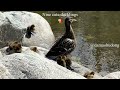 nine cute ducklings on the rocks