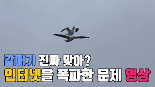 갈매기가 다른 갈매기 위에 올라타고...인터넷을 폭파한 화제의 영상