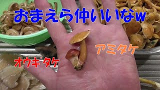 ハツタケ御飯とアミタケおろし和えとナラタケの味噌汁