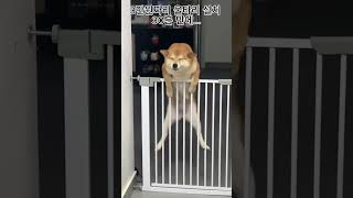 🐕3만원짜리 울타리 설치 30분만에...