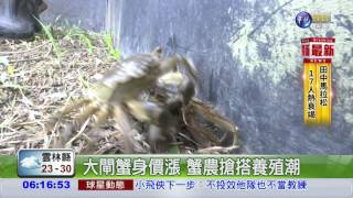 養殖大閘蟹逃亡! 恐爆生態危機