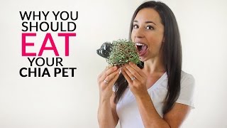 Why You Should EAT Your Chia Pet