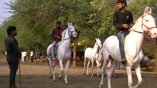 Marwari and Kathewadi Horses Sale in Akluj Horse Fair.मारवाड़ी घोडा,काठेवाडी घोडा,մարվարի ձի,кон,