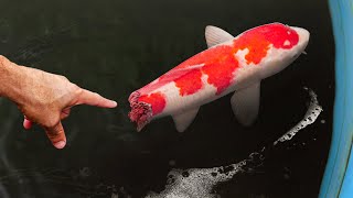 SAVING Colorful Fish From Black Tar Water