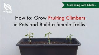 How to Grow Fruiting Climbers and Build a Simple Trellis