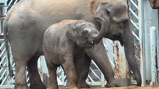 アルン未公開映像⑥ ある日のアルン君のまったりな映像【2023年1月】【上野動物園】