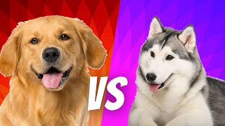 Husky vs Golden Retriever-Which Should You Get