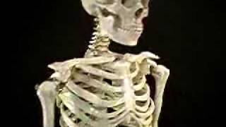 MAX full size Skeleton from MrSkeleton com