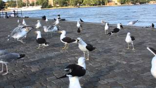 Baltic Gulls and Scandinavian Herring Gulls in Stockholm, 20150808