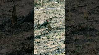 A southern ground #hornbill walking by on my #safari in Kruger National Park in #southafrica 🇿🇦