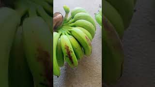 Big bananas are great / ផ្លែចេកធំៗល្អណាស់ #banana #big #amazing #lifestyle #shortvideos #shorts