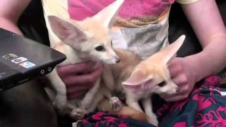 Pharaoh \u0026 Amali the Fennec Foxes Meet for the First Time