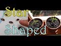 Growing Starfruit From Seed - Sprouting Them Is The Easy Part