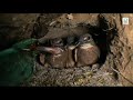 der eisvogel fliegendes juwel im polder