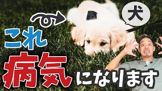 【予防可能】放っておくと体に穴が開く！痛みが強い犬の病気３選を獣医師が解説します