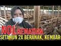 BREEDING NOL KEMATIAN DAN LAHIR KEMBAR RATU DOMBA INDONESIA