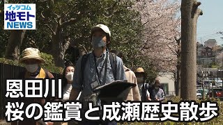 恩田川 桜の鑑賞と成瀬歴史散歩【地モトNEWS】2023/4/5放送