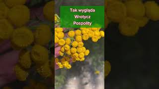 🌿🌼 Wrotycz pospolity - to jak on wygląda, żeby go znaleźć??? #wrotyczpoapolity #wibracjeznatury