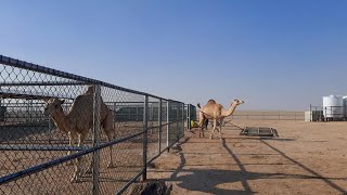 কাতারে উটের এজবা মরুভূমিরতে | In the desert of the camels in Qatar |  | Came L's # racing Of #dubai