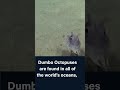 Baby Dumbo Octopus - Grimpoteuthis