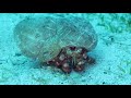 red hermit crab anemone crab kırmızı keşiş yengeci