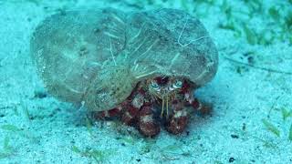 Red hermit crab-anemone crab / Kırmızı Keşiş yengeci