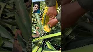 Reacting to Pineapple Farming 🧺🧺 #shorts #trending #viral #youtubeshorts #fruits #reaction