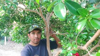 Árbol de guayaba fresa | Caracteristicas cuidados y método de propagación.