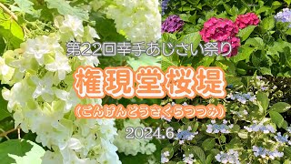 素敵なあじさいたちがお出迎え。第22回幸手あじさい祭り権現堂桜堤2024.6 #あじさいまつり #権現堂桜堤