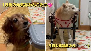 認知症の犬に合わせられることは合わせてがんばる生活（犬の認知症）（老犬）（柴犬）（ダックスフンド）