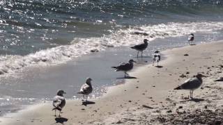 Seagulls at Crescent Beach