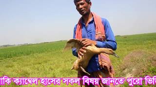 খাকি ক্যাম্বেল হাসের বৈশিষ্ট, অরজিনাল খাকি ক্যাম্বেল হাঁস কি দেখে চিনবেন, কৃষির কথা,Krishir kotha