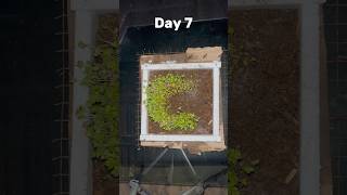 Timelaps || mustard growing || green timelaps#timelapse #plants #grow #tiktok #seeds #reels