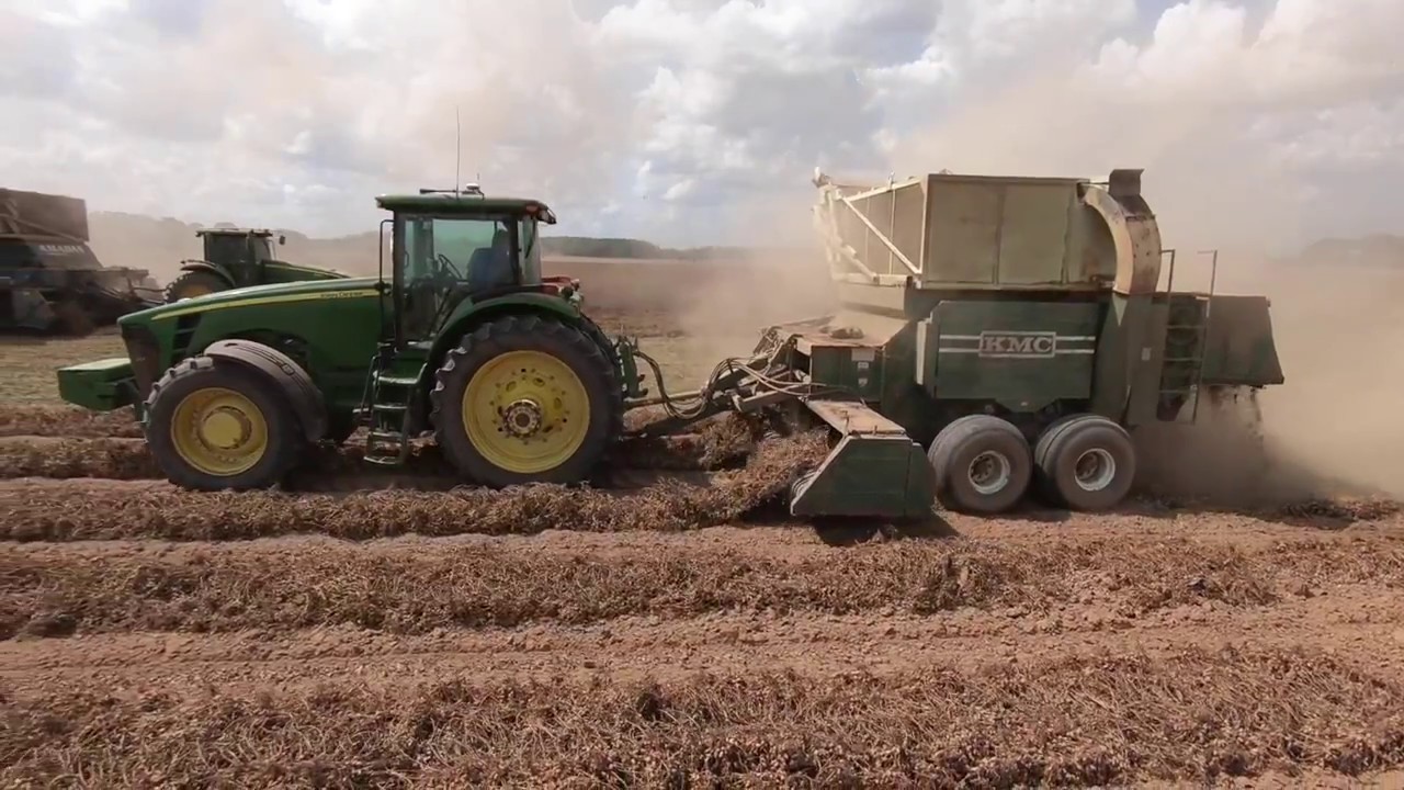 Picking Peanuts Youtube