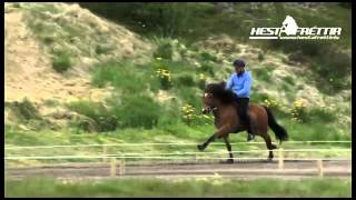 Edda frá Egilsstaðabæ - Breeding assessment, tölt, trot, pace - Icelandic horse