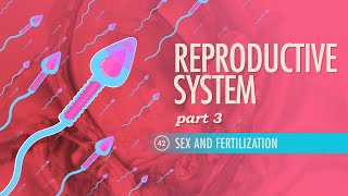 Reproductive System, Part 3 - Sex \u0026 Fertilization: Crash Course Anatomy \u0026 Physiology #42