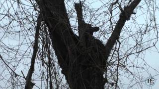 HS NEWS EXTRA - Black bear wanders into Uniontown neighboorhood