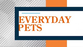 Everyday Iowa - Everyday Pets with Homeward Bownd Siberian Husky Rescue