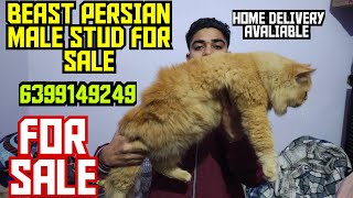 😍 WORLD BIGGEST PERSIAN CAT FOR SALE • IMPORT LINE MALE • HOME DELIVERY AVAILABLE 🥰