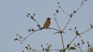 （里山の野鳥）2021年11/08 ホオアカ（Emberiza fucata）動画