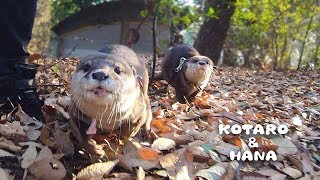 カワウソコタローとハナ　元気いっぱい走りまわる！冬の散歩　Otter Kotaro\u0026Hana Winter Walk in The Park Part1