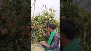 దానిమ్మ సాగు || Pomogranate farming In Telugu - Telugu raithunestham.