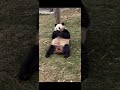 大熊猫乔林整活原声视频。panda qiao ling play roll。 panda roll animals 大熊猫 cute panda panda qiaoling 大熊猫乔林