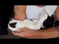 How attached are cats to their owners? How attached are cats to their owners?