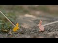 Shadwick Wilde - 