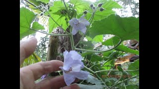 Flowering Maple a  Exotic evergreen Abutilon  in Bloom