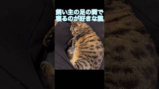 飼い主の足の間で寝るのが好きな猫　#短足マンチカン #cat #猫 #cutecat  #shorts