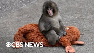 What we know about Punch the monkey